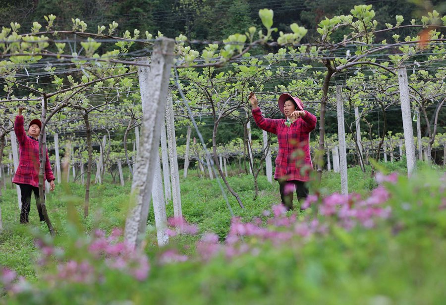 4월 4일 후난(湖南)성 장자제(張家界)시 우링위안(武陵源)구 농민들이 농사일에 한창이다. [사진 출처: VCG]