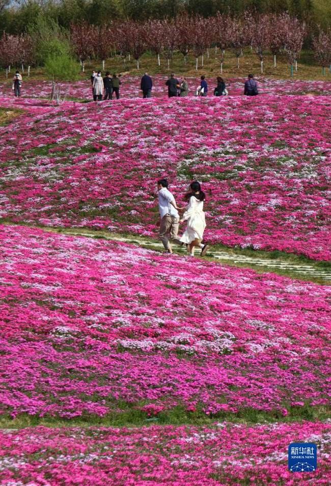 사람들이 꽃 바다에서 관광을 즐기고 있다. [4월 8일 드론 촬영/사진 출처: 신화사] 