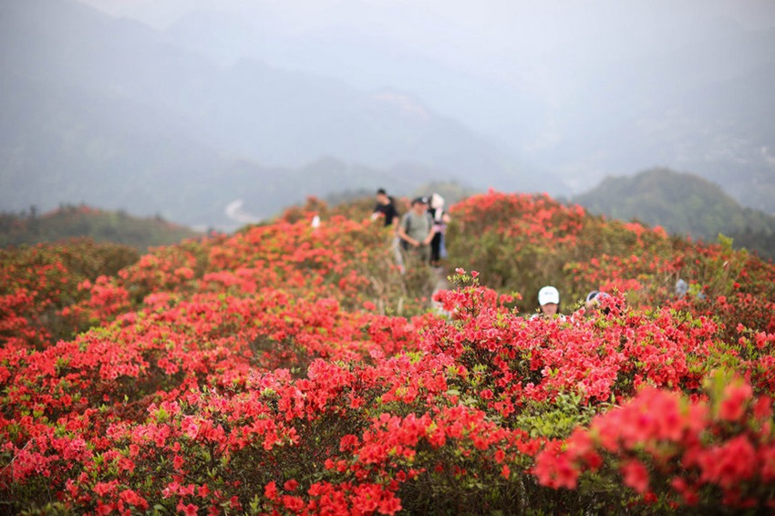 [포토] 구이저우 단자이, 그림처럼 아름다운 진달래꽃