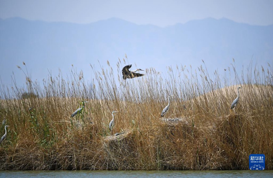 사호 갈대숲에 서식하는 철새들 [4월 30일 촬영/사진 출처: 신화사]