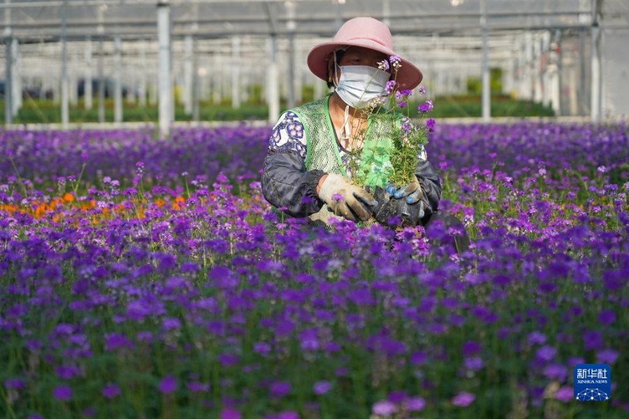 농민이 꽃 재배에 한창이다. [5월 5일 촬영/사진 출처: 신화사]