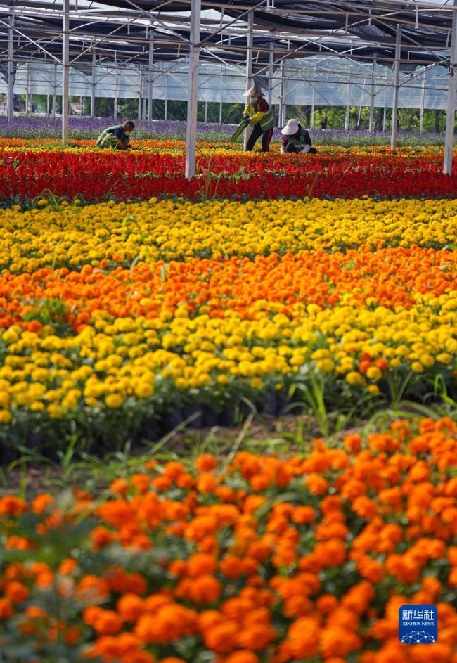 농민들이 주변 잡초를 제거한다. [5월 5일 촬영/사진 출처: 신화사]