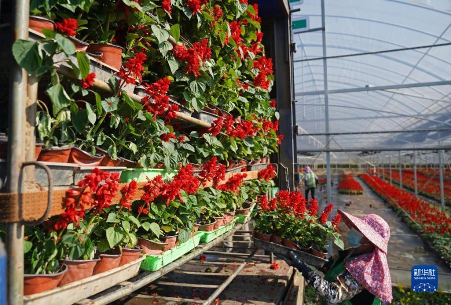 농민이 꽃을 운반한다. [5월 5일 촬영/사진 출처: 신화사]