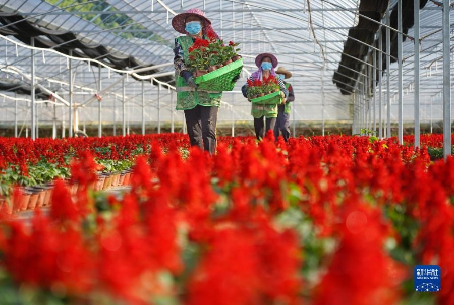농민들이 꽃을 운반한다. [5월 5일 촬영/사진 출처: 신화사]