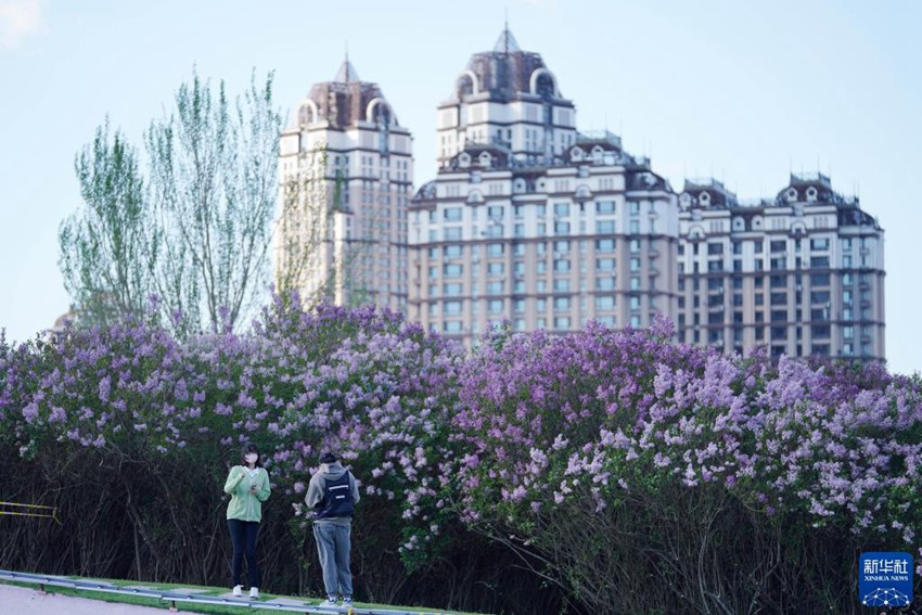 하얼빈 라일락공원에서 시민들이 라일락 꽃구경에 한창이다. [5월 7일 촬영/사진 출처: 신화사]