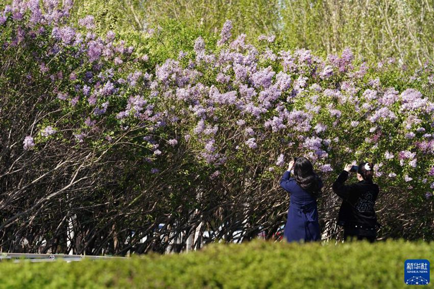 시민들이 라일락 꽃을 감상하며 촬영하느라 바쁘다. [5월 7일 촬영/사진 출처: 신화사]