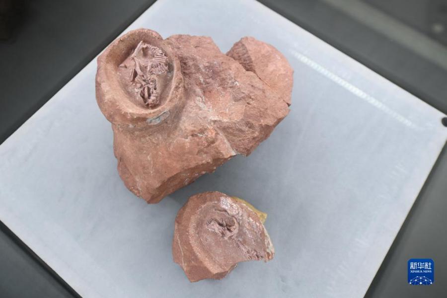 푸젠성 잉량석재자연역사박물관에 전시된 압취공륭 태아 화석 (5월 11일 촬영)