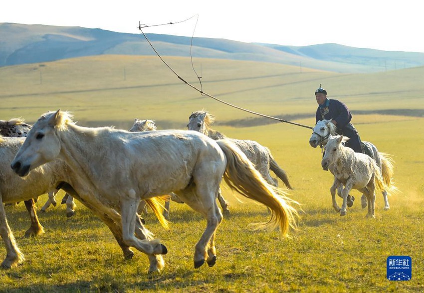 목축민이 올가미가 달린 장대로 뛰는 말의 목을 홀친다. [5월 17일 촬영/사진 출처: 신화사]