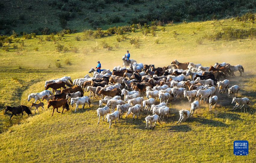 목축민들이 말 무리를 몬다. [5월 17일 촬영/사진 출처: 신화사]