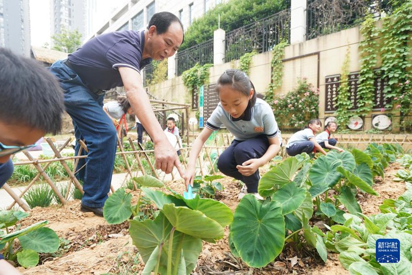 난징시 샤오좡(曉庄) 초등학교 학생들은 농장 안내원의 지시에 따라 농작물 배토 작업 중이다. [5월 19일 촬영/사진 출처: 신화사]