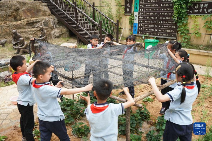 샤오좡 초등학교 학생들이 학교 내 작은 딸기밭에 가림막을 설치한다. [5월 19일 촬영/사진 출처: 신화사]