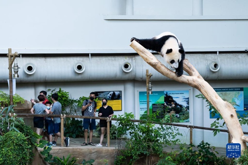 ‘성이’는 말레이시아 국립동물원에서 놀고 있다. [5월 31일 촬영/사진 출처: 신화사]