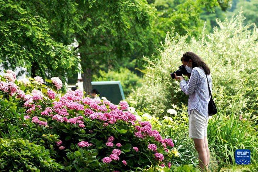 관광객이 천산(辰山)식물원에서 촬영을 하고 있다. [6월 1일 촬영/사진 출처: 신화사]