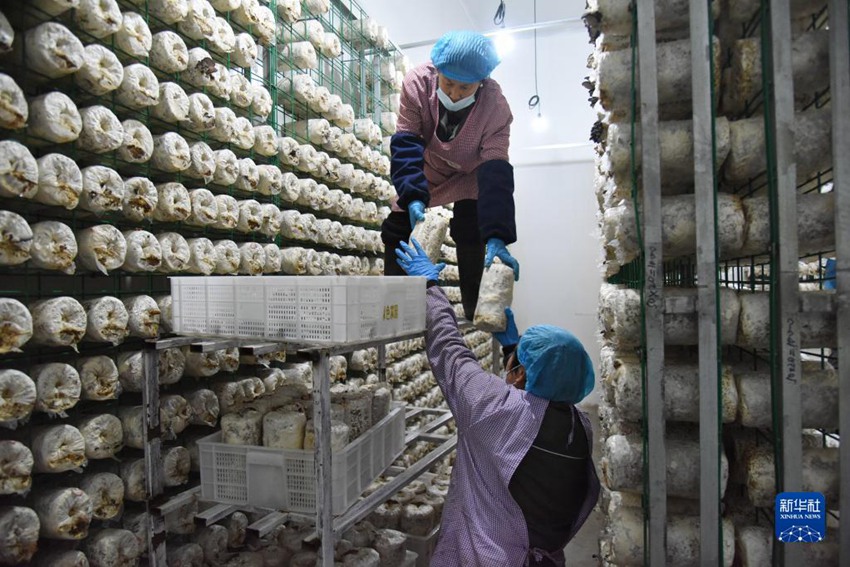 공장화재배 시범기지에서 직원들이 입체재배틀에 균포를 넣는다. [5월 28일 촬영/사진 출처: 신화사]