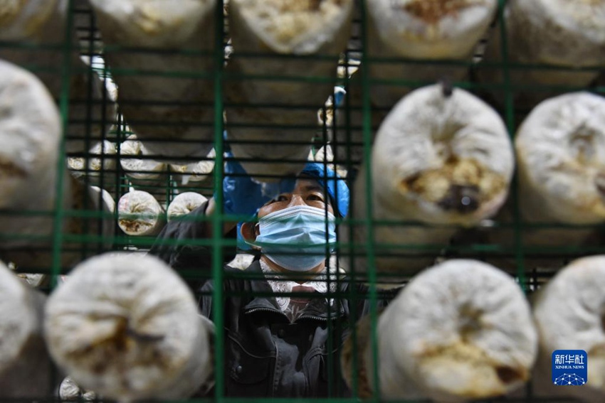 칭다오 ‘버섯공장’ 스마트 재배로 “비용 줄고 이득 오르고”