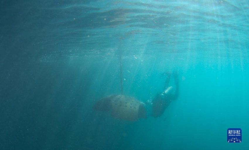 야룽만 해역에서 잠수부가 인공 생태산호초를 해저 지정 지역으로 옮기고 있다. [1월 19일 촬영/사진 출처: 신화사]