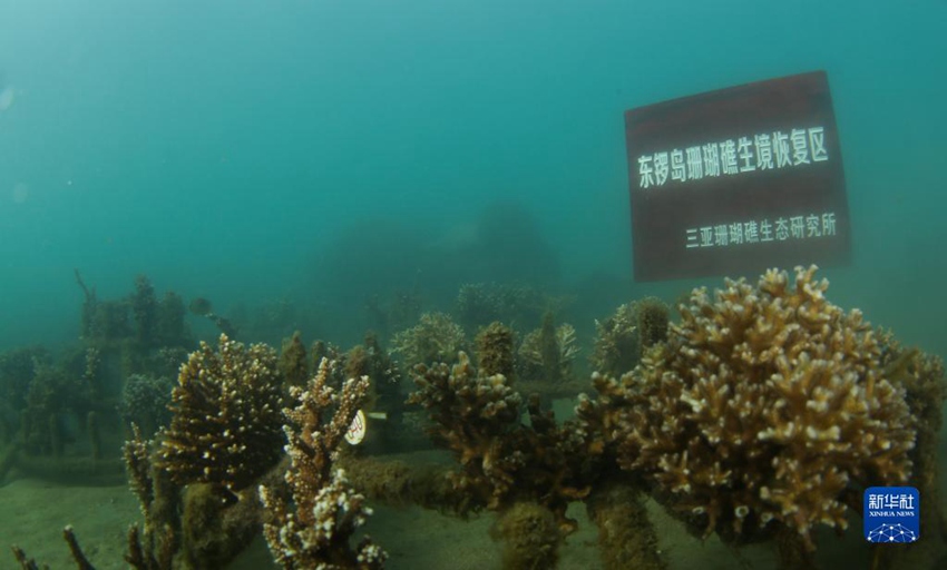 야저우만 둥뤄(東鑼)섬 해역의 산호초 생태환경 복원구 [2021년 3월 18일 촬영/사진 출처: 신화사]