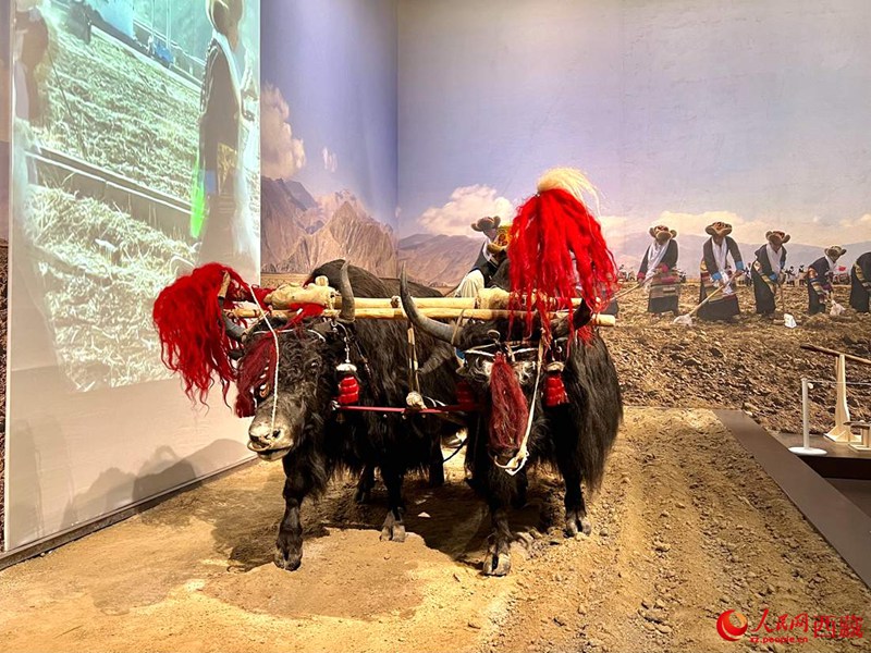 토지를 갈고 있는 소 [사진 출처: 인민망]