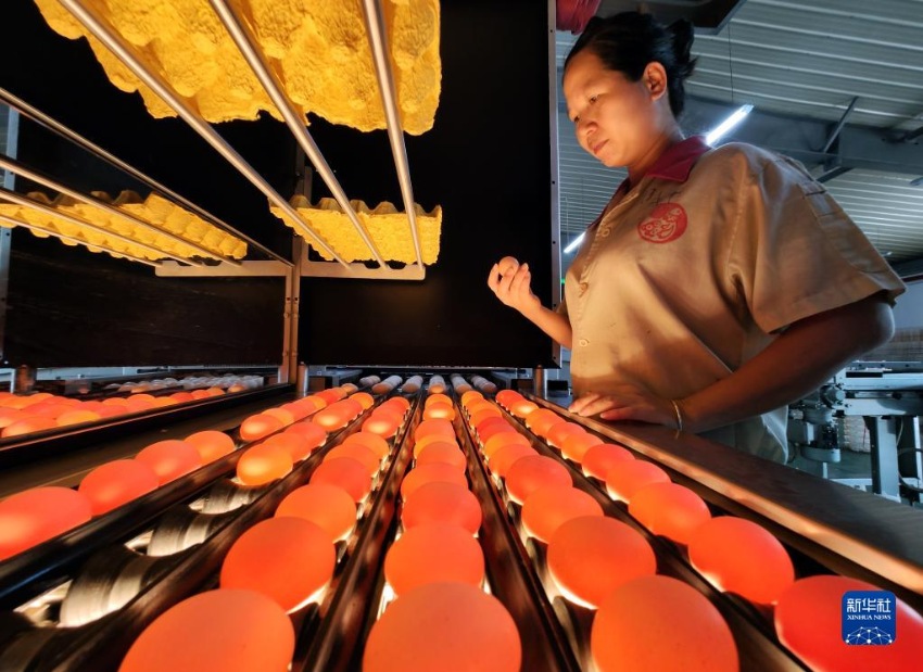 원창시 한 부화장에서 직원이 달걀을 검사하고 있다. [7월 13일 촬영/사진 출처: 신화사]