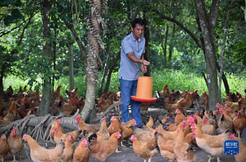 원창시 궁포(公坡)진 둥컹(東坑)촌에서 양계장 주인 한쉐위안(韓學元)이 닭에게 먹이를 주고 있다. [7월 13일 촬영/사진 출처: 신화사]