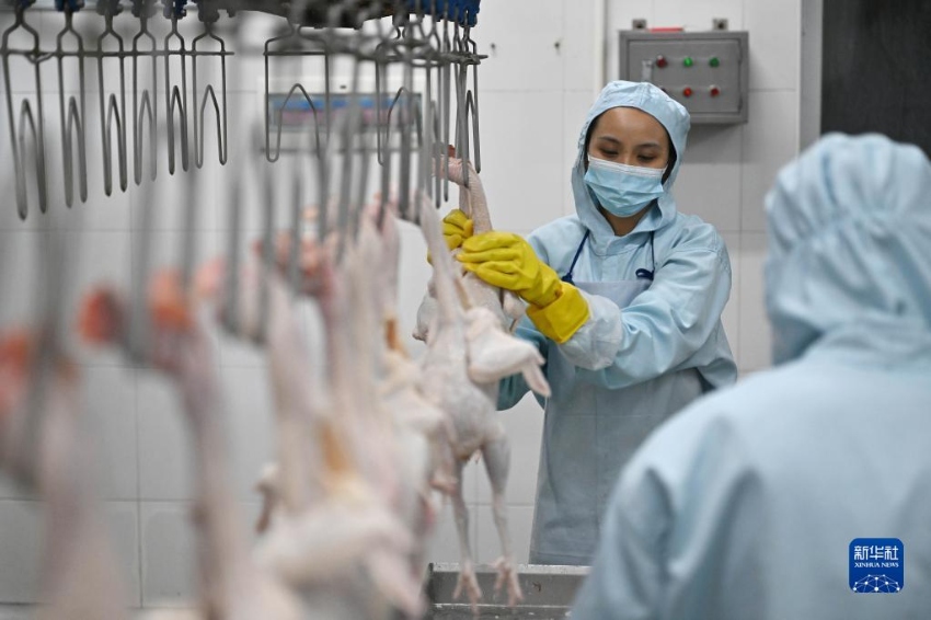 원창시 한 원창닭 가공 공장의 생산라인에서 직원들이 일하고 있다. [7월 13일 촬영/사진 출처: 신화사]