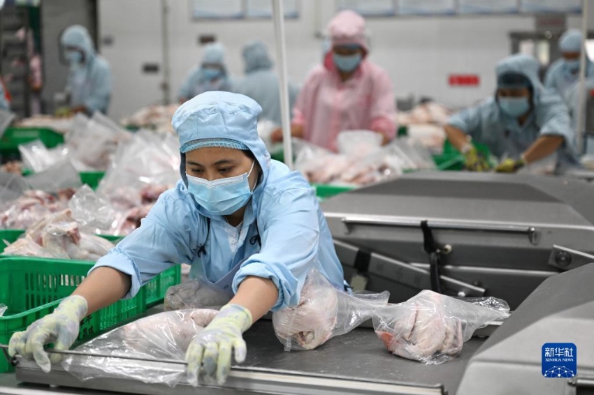 원창시 한 원창닭 가공 공장의 직원들이 제품을 포장하고 있다. [7월 13일 촬영/사진 출처: 신화사]