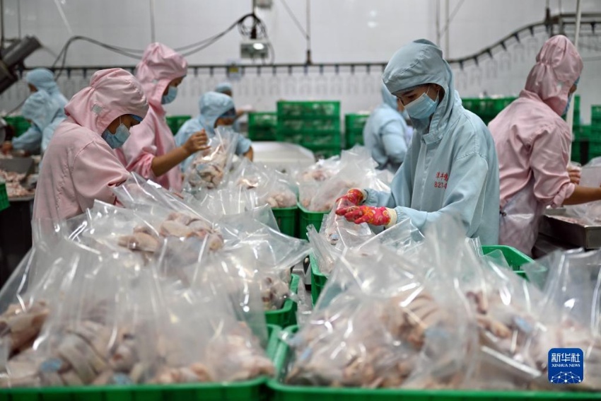 원창시 한 원창닭 가공 공장의 직원들이 제품을 포장하고 있다. [7월 13일 촬영/사진 출처: 신화사]