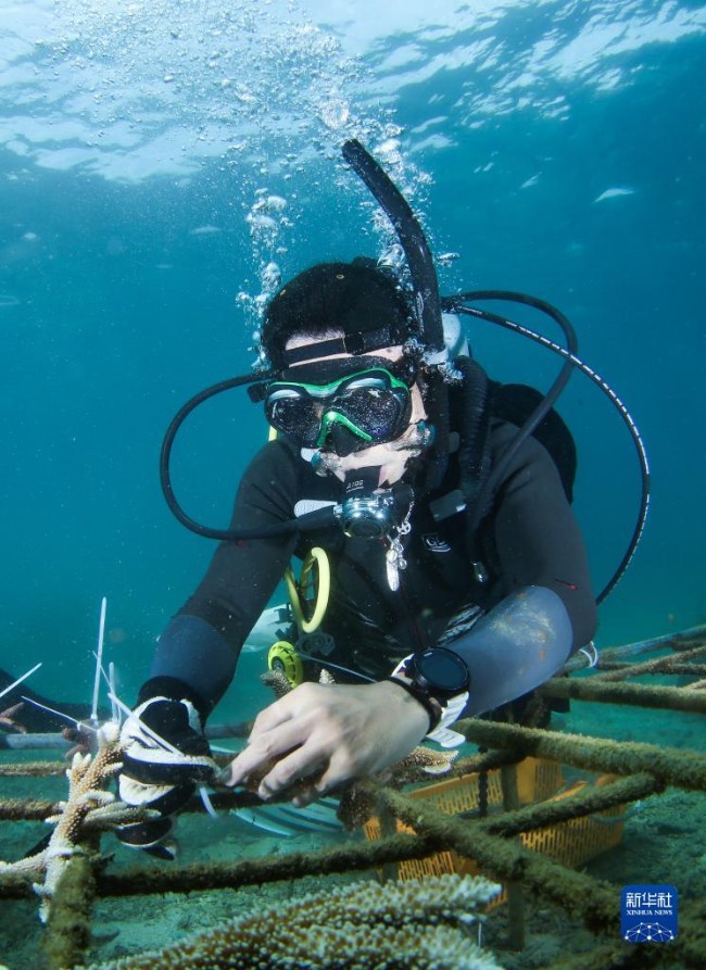 펀제저우섬 부근 해역에서 관광객이 산호 심기를 체험하고 있다. [8월 3일 촬영/사진 출처: 신화사]
