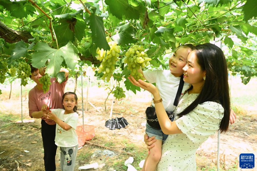 관광객들이 디커우진 친시위안(秦溪源) 가정농장에서 포도를 수확하고 있다. [8월 9일 촬영/사진 출처: 신화사]