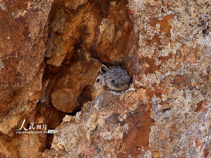 일리피카 한 마리가 바위 안으로 숨고 있다. [2022년 8월 7일 촬영/사진 출처: 인민포토]