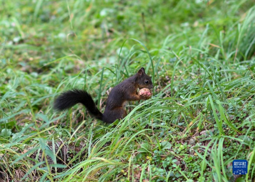 다람쥐가 숲에서 먹이를 찾고 있다. [8월 11일 촬영/사진 출처: 신화사]