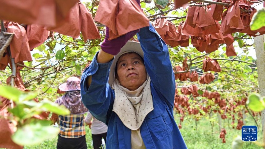 농민들이 키위를 수확하고 있다. [8월 20일 촬영/사진 출처: 신화사]