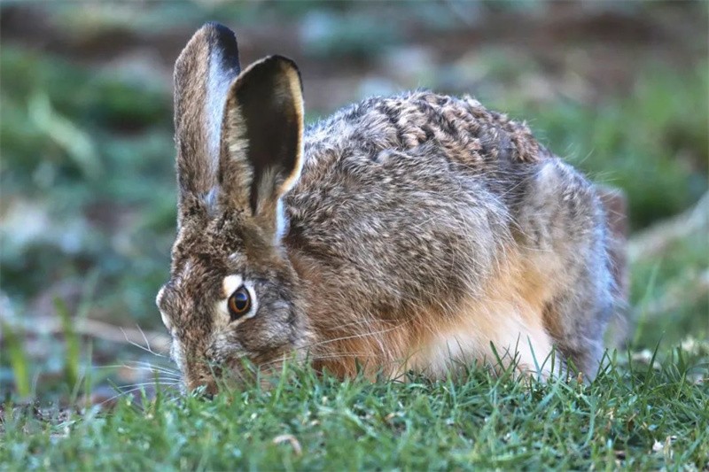 멧토끼(Lepus sinensis) [사진 촬영: 장원장춰]