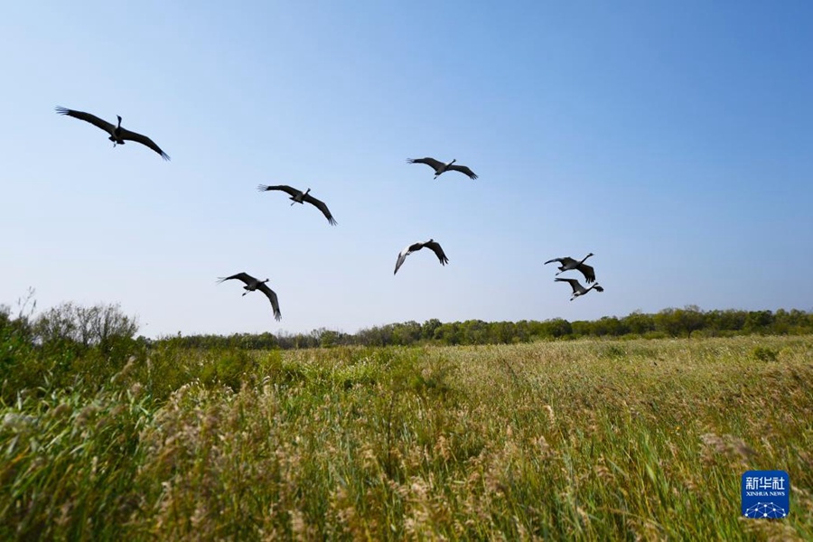 조류가 황허삼각주 국가급 자연보호구역에서 날고 있다. [9월 18일 촬영/사진 출처: 신화사]