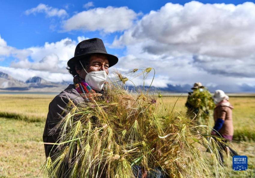 시짱 르카쩌(日喀則)시 두이나(堆納)향 농민들이 쌀보리 수확에 한창이다. [2022년 9월 16일 촬영/사진 출처: 신화사]