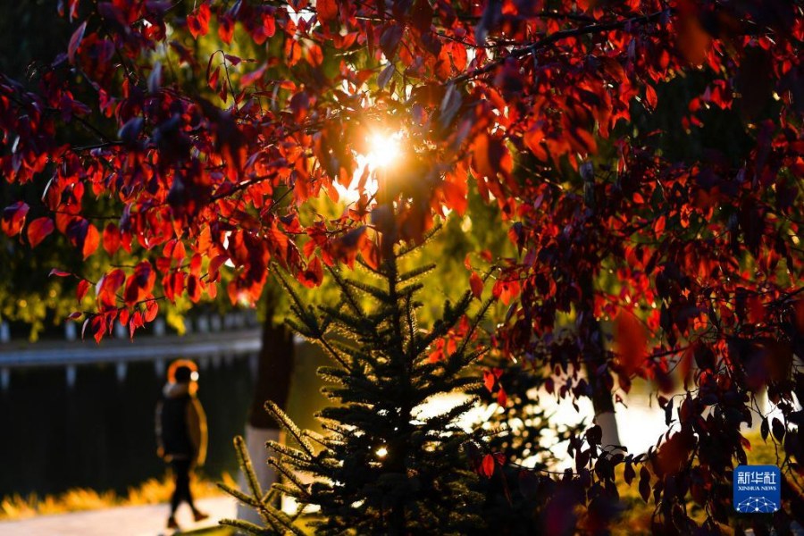 창춘시 유이(友誼)공원의 가을 풍경 [10월 19일 촬영/사진 출처: 신화사]