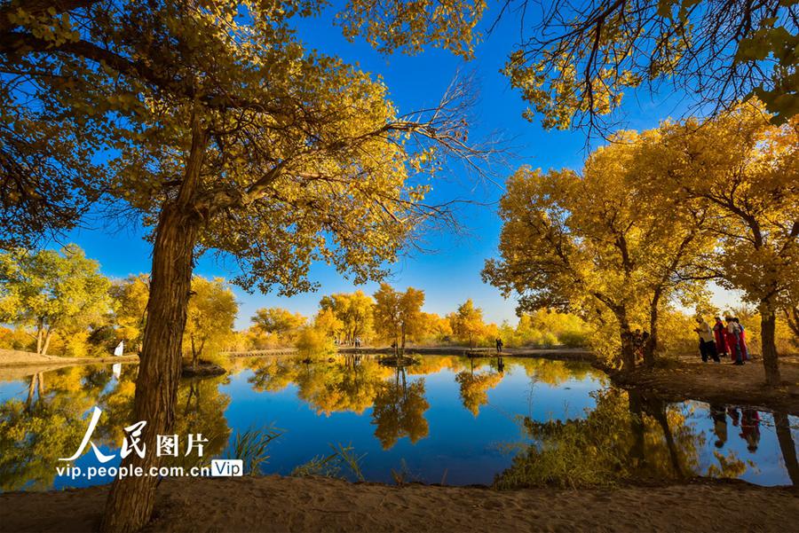 둔황시 황취진 후양 숲 가을 풍경 [10월 15일 촬영/사진 출처: 인민포토]