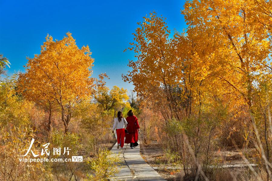관광객들이 둔황시 황취진 후양 숲을 유람하고 있다. [10월 15일 촬영/사진 출처: 인민포토]