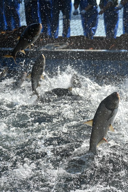 10월 22일 어획대원이 첸다오호 황산젠수역에서 대형 그물로 힘을 합쳐 물고기를 잡고 있다. 