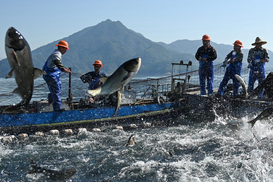 10월 22일 어획대원이 첸다오호 황산젠수역에서 대형 그물로 힘을 합쳐 물고기를 잡고 있다. 