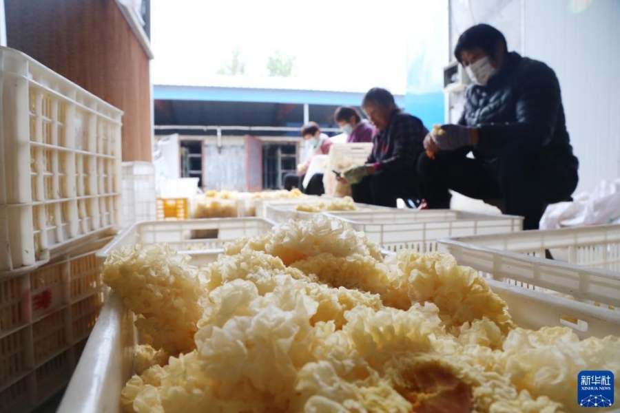 산둥 후이민, ‘윤택한 삶’ 가져온 흰목이버섯 산업