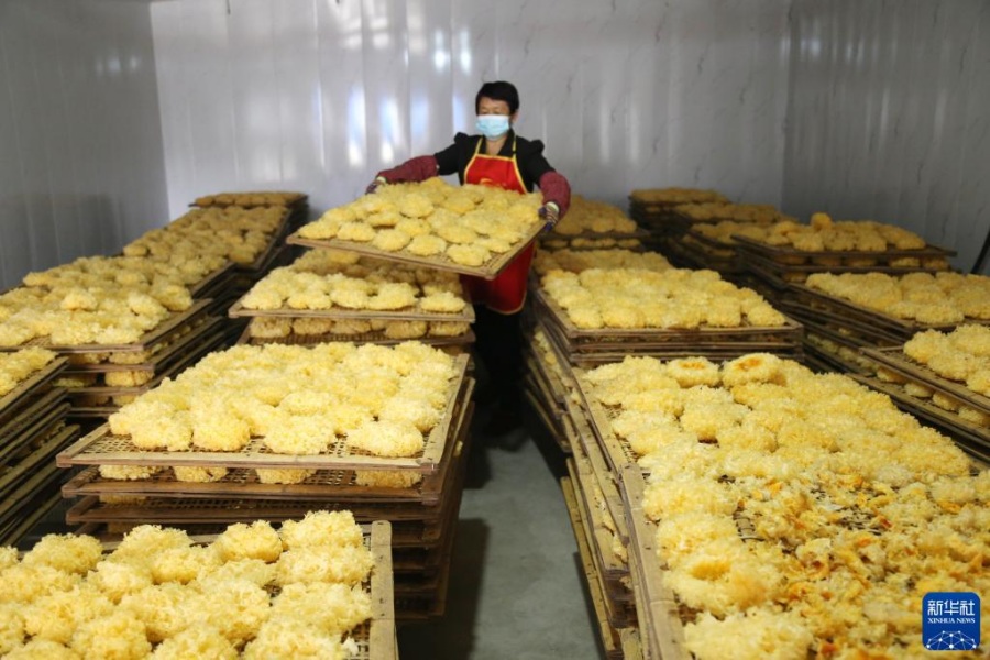 10월 26일, 산둥성 후이민현 인펑 식용버섯 재배 전문합작사에서 농부들이 말리고 있는 흰목이버섯을 정돈한다. [사진 출처: 신화사]