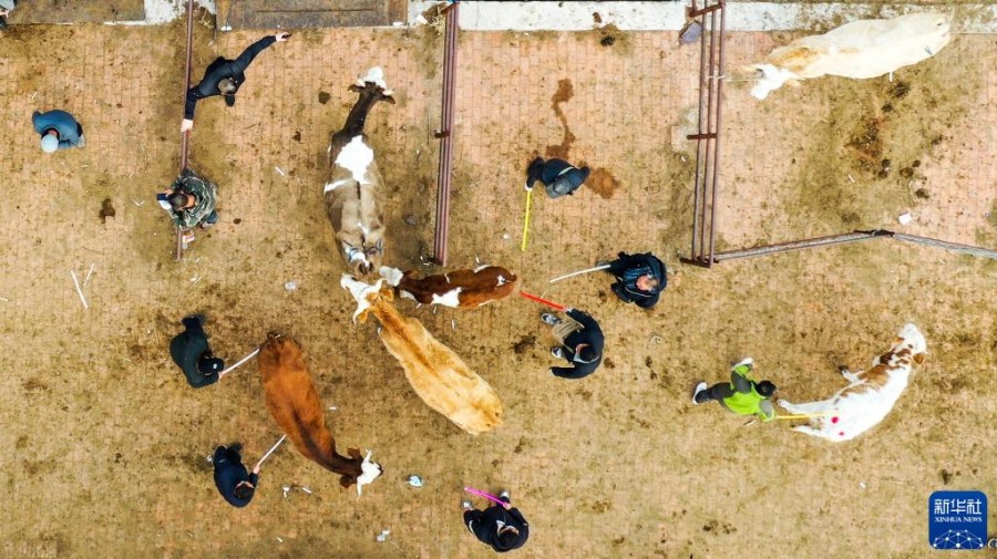 판매자들이 소를 몰고 있다. [10월 30일 드론 촬영/사진 출처: 신화사]
