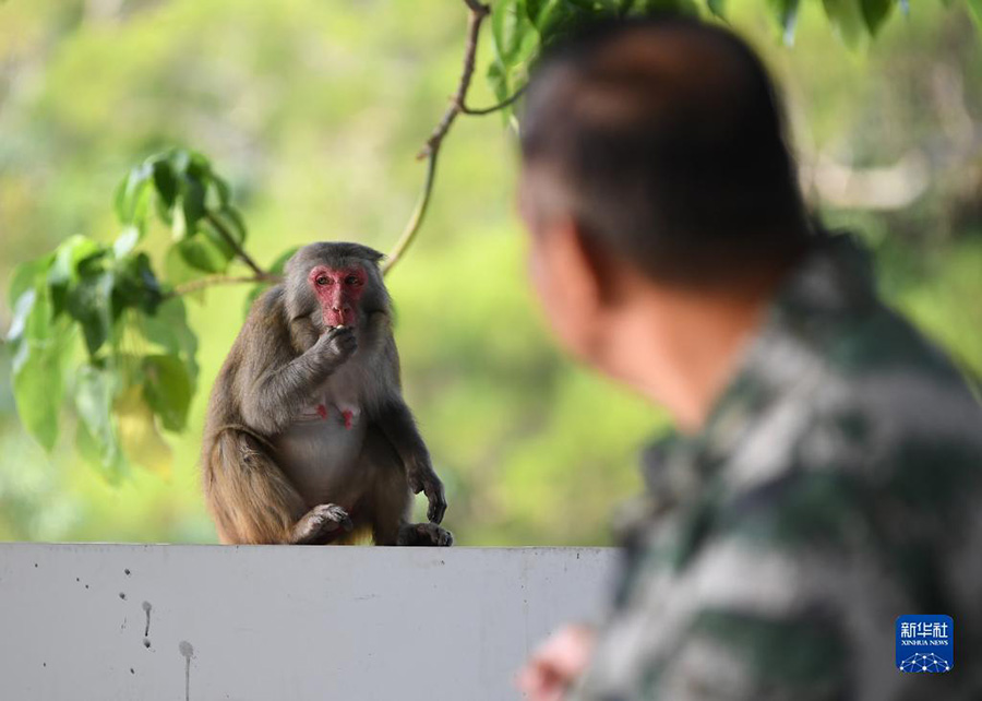 류칭웨이가 먹이 먹는 원숭이를 관찰하고 있다. [10월 30일 촬영/사진 출처: 신화사]