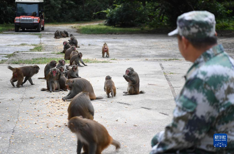 류칭웨이가 먹이 먹는 원숭이를 관찰하고 있다. [10월 31일 촬영/사진 출처: 신화사]