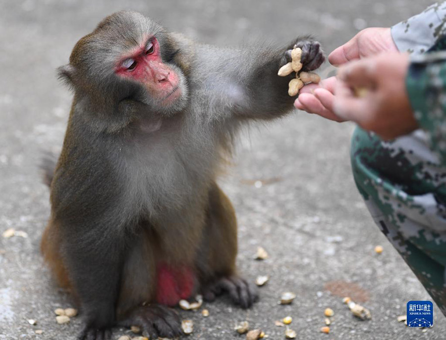 원숭이 한 마리가 류칭웨이에게 땅콩을 받고 있다. [10월 31일 촬영/사진 출처: 신화사]