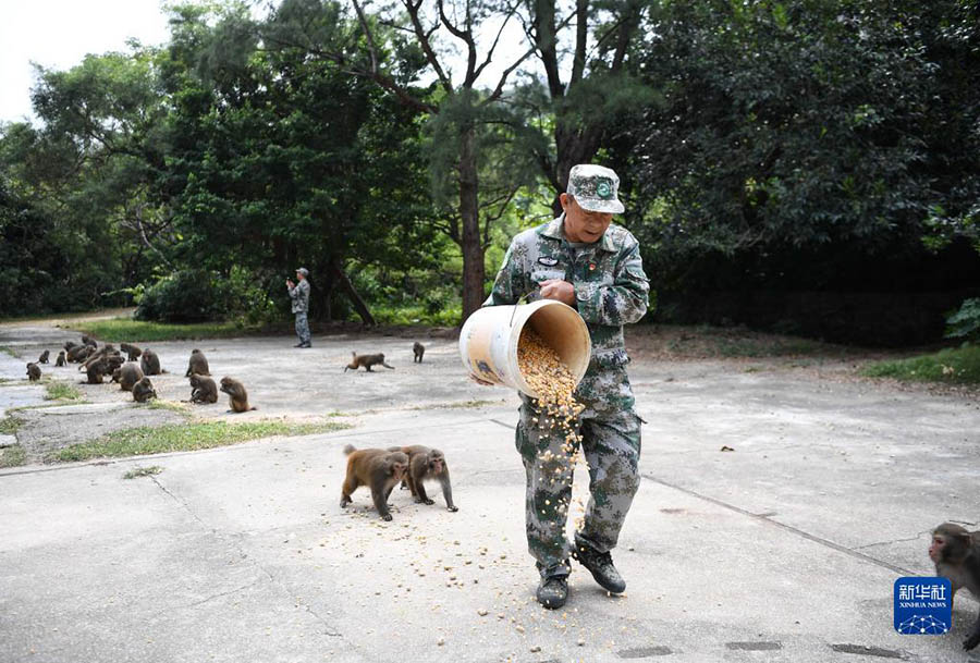 류칭웨이가 원숭이에게 먹이를 주고 있다. [10월 31일 촬영/사진 출처: 신화사]