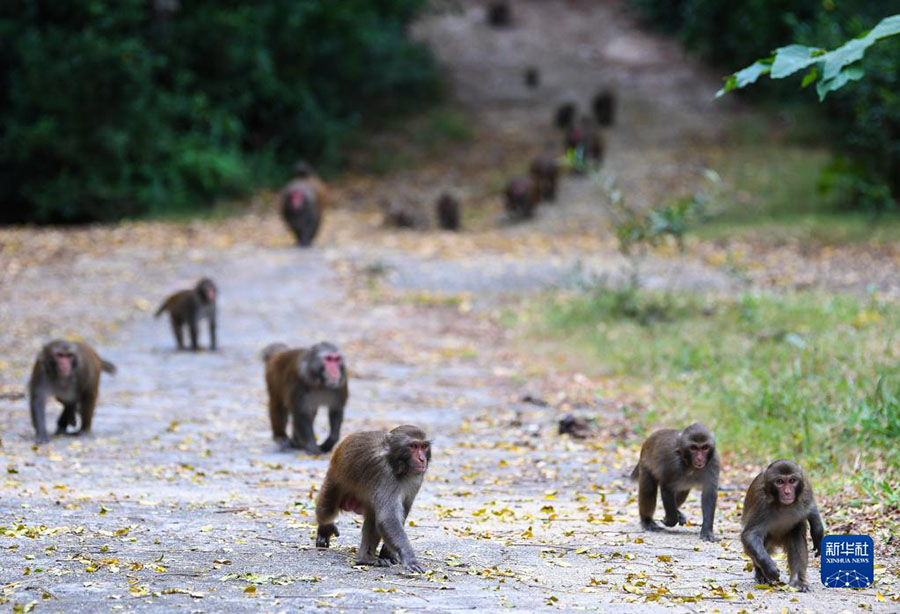 단간섬의 원숭이들 [11월 1일 촬영/사진 출처: 신화사]