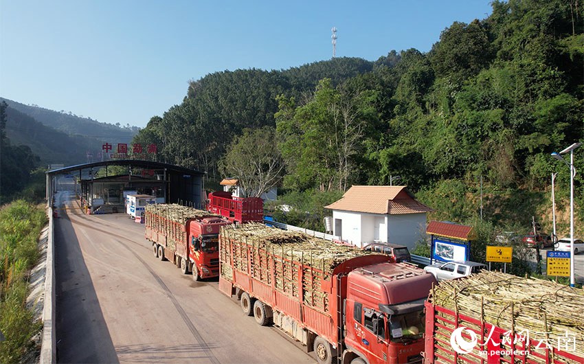 라오스산 사탕수수 운송 차량들이 멍만 통상구 진입을 기다리고 있다. [사진 출처: 인민망]