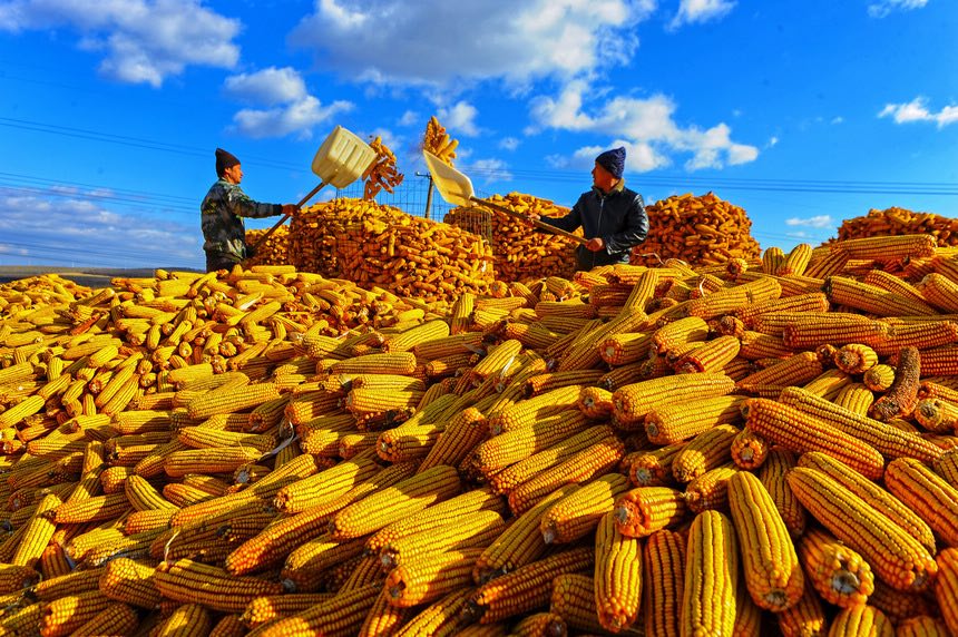 [포토] 中, 최대 식량 생산지 헤이룽장의 다채로운 수확철